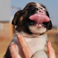 Tanyati G Litter