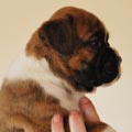Tanyati G Litter
