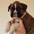 Tanyati G Litter