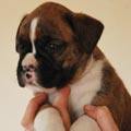Tanyati G Litter