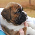 Tanyati G Litter