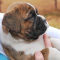 Tanyati G Litter