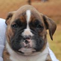 Tanyati G Litter