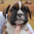 Tanyati G Litter