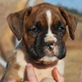 Tanyati G Litter