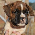 Tanyati G Litter