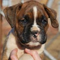 Tanyati G Litter