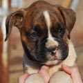 Tanyati G Litter