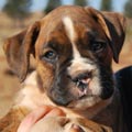 Tanyati G Litter