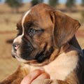 Tanyati G Litter