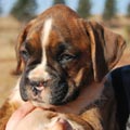 Tanyati G Litter