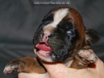 Tanyati G Litter