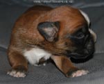 Tanyati G Litter