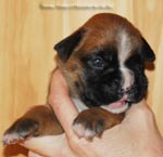 Tanyati G Litter