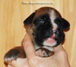 Tanyati G Litter