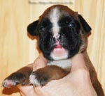 Tanyati G Litter
