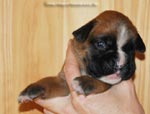 Tanyati G Litter