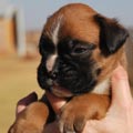 Tanyati G Litter