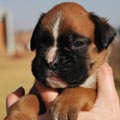Tanyati G Litter