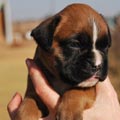 Tanyati G Litter