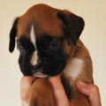 Tanyati G Litter