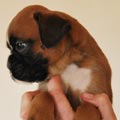 Tanyati G Litter