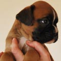 Tanyati G Litter