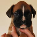 Tanyati G Litter
