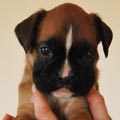 Tanyati G Litter