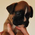Tanyati G Litter