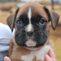 Tanyati G Litter