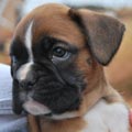 Tanyati G Litter