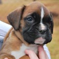 Tanyati G Litter