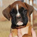 Tanyati G Litter