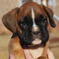 Tanyati G Litter
