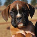 Tanyati G Litter