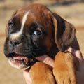 Tanyati G Litter