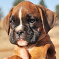 Tanyati G Litter