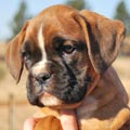 Tanyati G Litter
