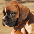 Tanyati G Litter