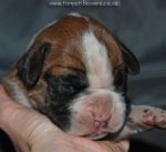 Tanyati G Litter