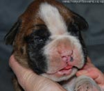 Tanyati G Litter