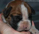 Tanyati G Litter
