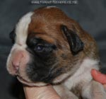 Tanyati G Litter