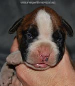 Tanyati G Litter
