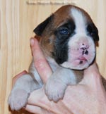 Tanyati G Litter