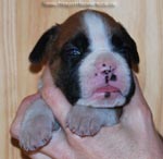 Tanyati G Litter