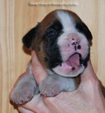 Tanyati G Litter