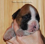 Tanyati G Litter