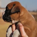 Tanyati G Litter